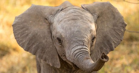 It Turns Out Asian Elephants Are Extremely Good At This School Subject