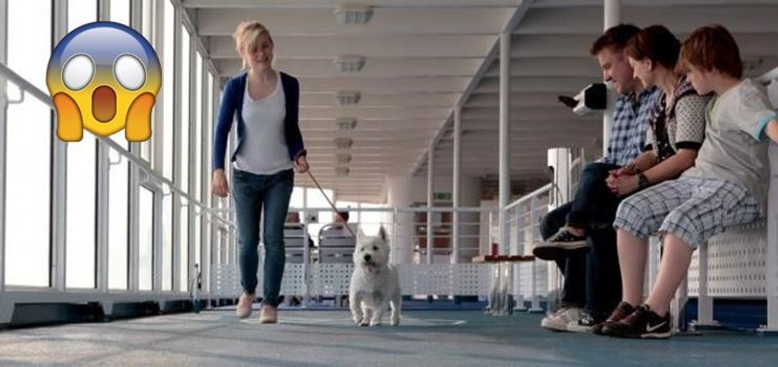 Experts Say Taking Your Furry Little Pets On Holiday Is Not The Smartest Decision