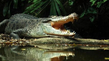 Australian woman fishes two sharks, only for a crocodile to devour them