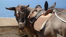 PETA Is Seeking To End The Exploitation Of Donkeys And Mules On Santorini Once And For All