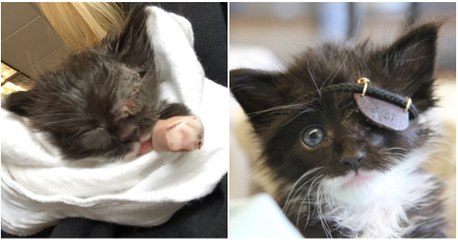 This Poor Kitten's Life Is In Danger Thanks To An Eye Infection