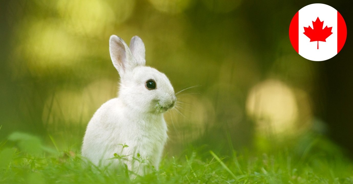 Canada Bans Testing Cosmetics On Animals