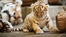 This Baby Tiger Was Abandoned In A Bag On The Mexican Border