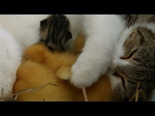 Watch As This Mama Cat Protects And Nurses Her Adopted Ducklings