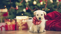 10 Original And Thoughtful Christmas Present Ideas For Animal Lovers