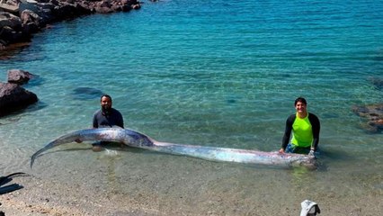 A monster 13ft fish has washed up on a Mexican beach and it could mean bad news