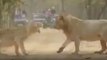 A photographer captured a rare scene involving two fierce lions in the wild