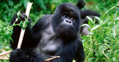 There's Something Really Simple You Could Do To Help Save The Gorillas