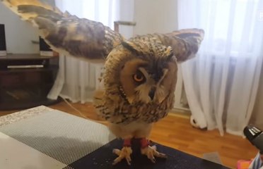 Well-Behaved Curbie The Owl Taking A Bath Proves How Adorable Owls Can Be