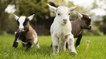 Here Are Three Good Reasons Goats Make The Best Pets