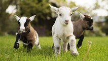 Here Are Three Good Reasons Goats Make The Best Pets