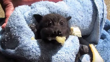 If You're Not A Fan Of Bats, This Video Will Most Definitely Change Your Mind
