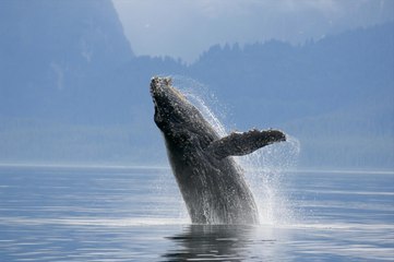 Extraordinary Footage Shows A Blue Whale Calf Taking A Detour Beneath A Pleasure Boat Full Of People
