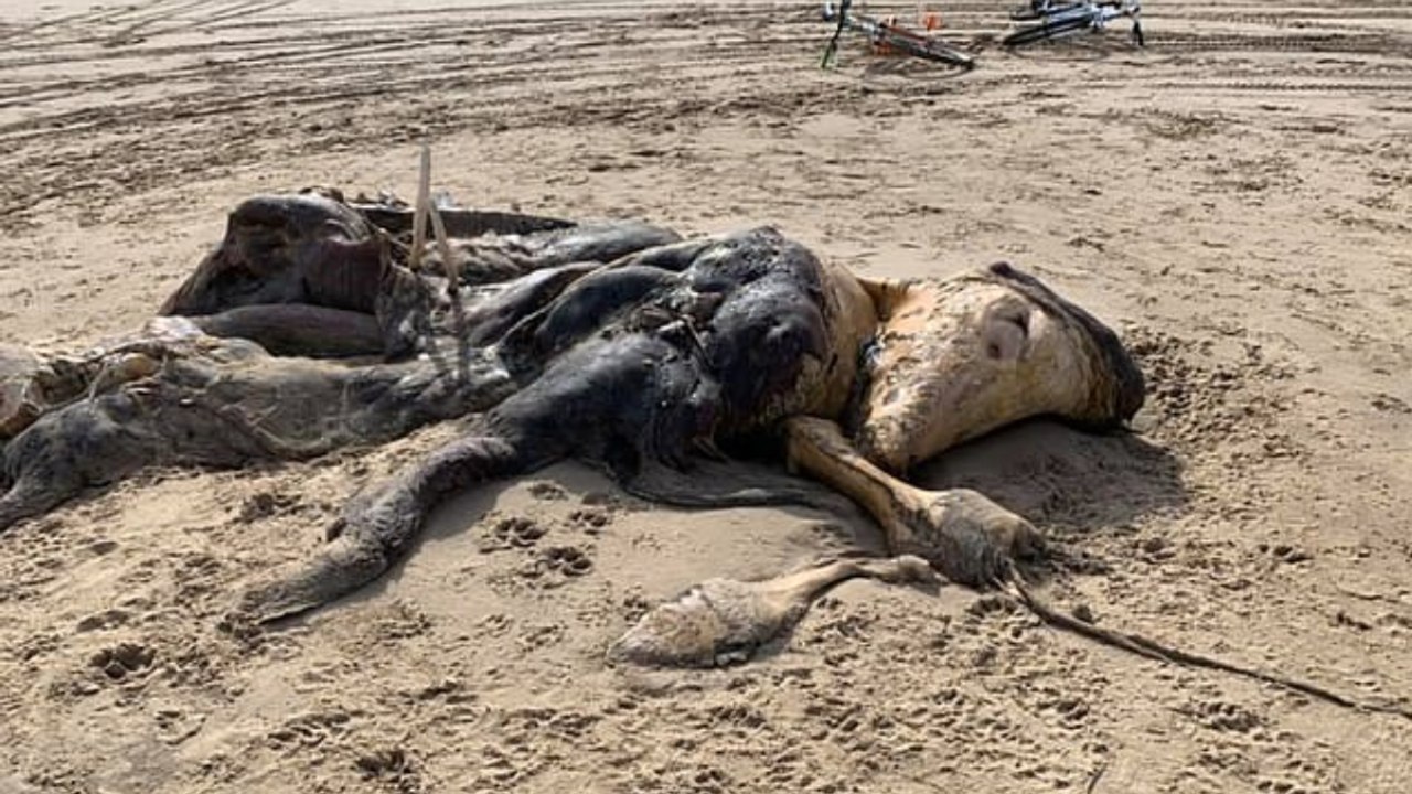 Residents left shocked after a bizarre unidentifiable creature washed up in Liverpool