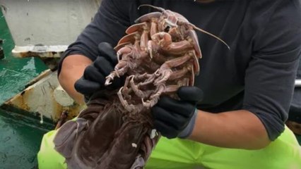 Researchers discover a new sea creature dubbed the Darth Vader of the sea