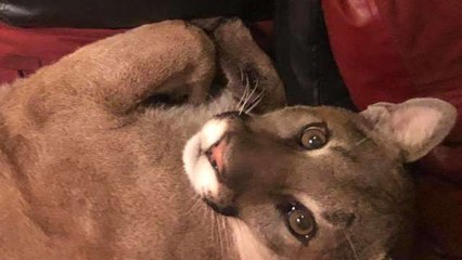 Woman Spends Six Hours In Her Garden While A Puma Takes A Nap In Her Living Room