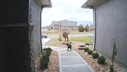 Unexpected Moment Caught As Deer Plays Leap Dog With Confused Labrador