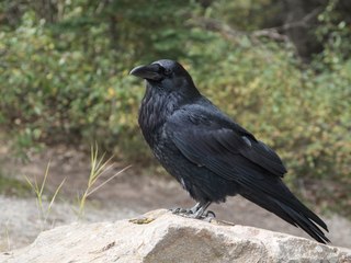 Estos 5 animales han aprendido a utilizar las matemáticas