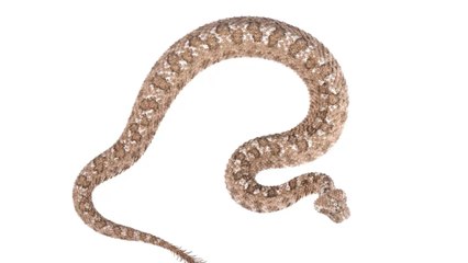This Iranian viper catches its prey by pretending to be... a spider!