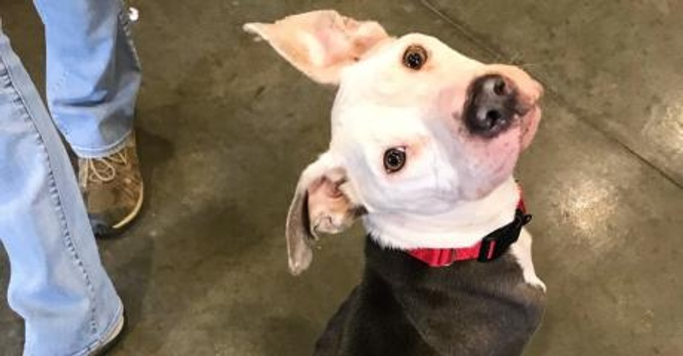 This Abandoned Dog Came With A Very Sad Note Attached To It's Collar