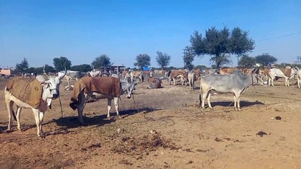 Скачать видео: The world-class Ramdev cattle fair, which is buzzing with millions, is now reduced to thousands