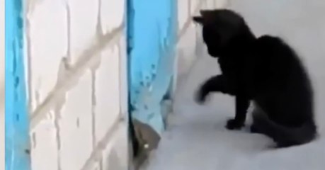 A Kitten Was Scratching Nervously At A Door. You Won’t Believe What Was Hidden Behind It!