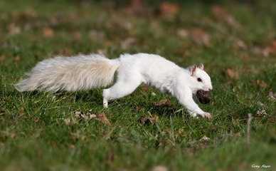 Moment A Super Rare 'Albino' Squirrel Is Spotted In UK City Centre - And It's Adorable