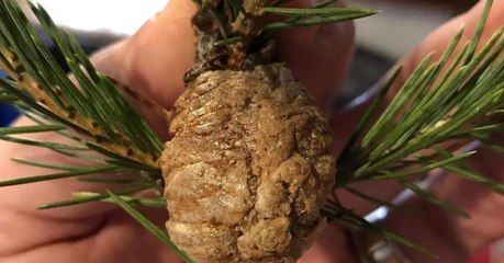 Here's What To Do If You Find These Eggs On Your Christmas Tree