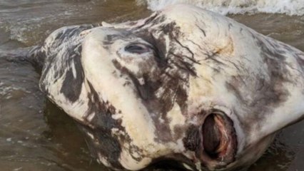 This massive 6ft 'alien like' fish has washed up in Australia