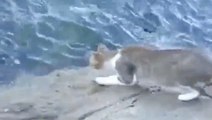 This Cat Stares Into The Sea Every Day - The Reason Why Leaves Everyone Stunned