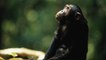Great apes may have shown proof of a 'theory of mind', once thought uniquely humans