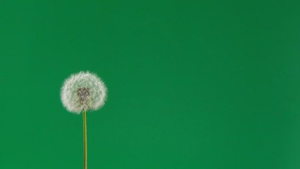 Pollen can carry COVID particles for at least 65 feet