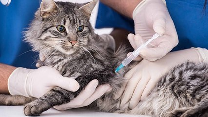 Animals Are Now Falling Victim To Anti-Vaxxers Too