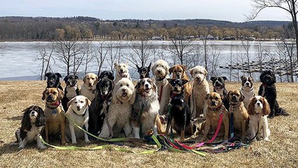These 28 Furry Friends Get To Enjoy Walks Together Every Day Thanks To A Doggy Daycare Company