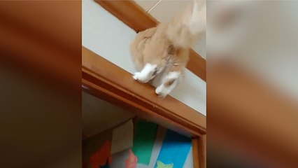 This Cat Tried To Get Through A Hole In The Wall - But Something Awful Happened
