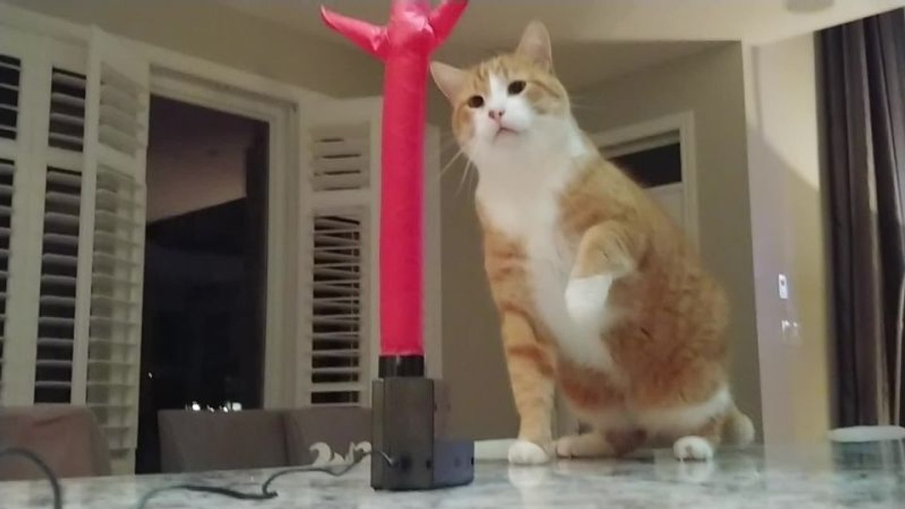 The Hilarious Moment A Curious Cat Meets An Inflatable Tube Man For The First Time