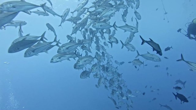 Seaspiracy has convinced thousands of viewers to stop eating fish