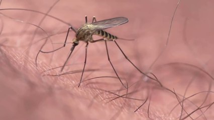 Mosquito bite: Scientists are trying to make humans invisible to mosquitoes