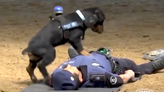 Poncho The Police Dog Will Melt Your Heart As He Saves His Officer With CPR