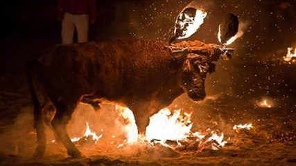 Is It Really Necessary To Set A Bull On Fire In The Name Of Tradition?