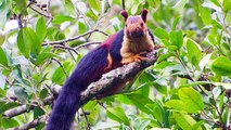 In India, Squirrels Are Not Red Or Grey - They're Rainbow-Coloured!