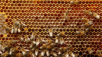 Scientists have taught bees to identify a case of COVID-19 in seconds