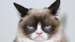 One Of The World's Greatest Memes, Grumpy Cat Has Died
