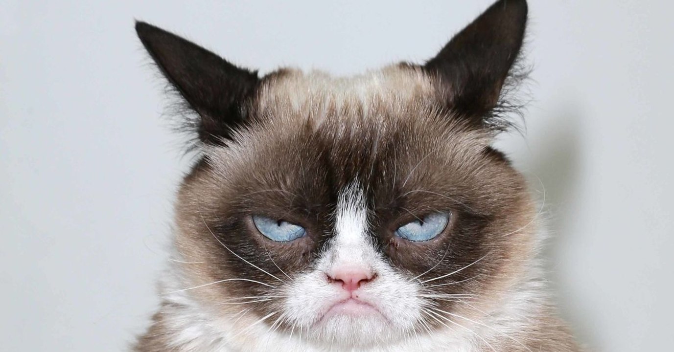 One Of The World's Greatest Memes, Grumpy Cat Has Died