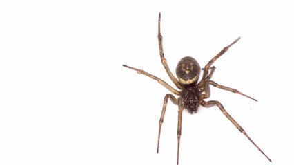 False widow spiders are overtaking UK and Ireland Homes at alarming rate