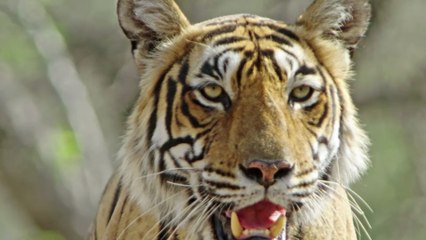 Poacher responsible for the death of 70 tigers has finally been caught by police