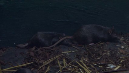 An army of hungry rats are taking over neighbourhoods across the UK