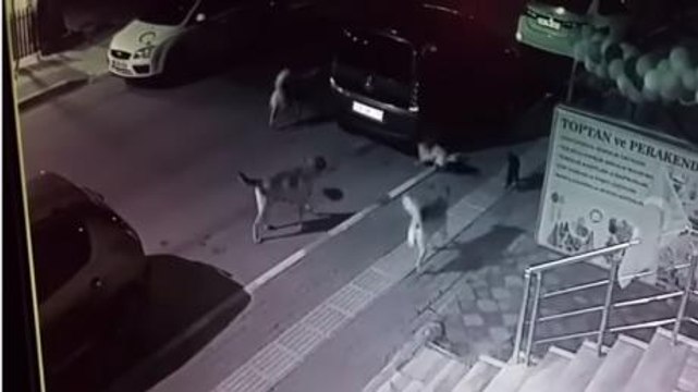 Watch As This Kitten Bravely Confronts A Pack Of Dogs