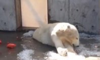 This Footage Of A Polar Bear In An American Zoo Has Sparked A Huge Debate