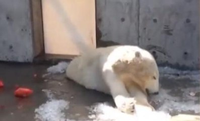 This Footage Of A Polar Bear In An American Zoo Has Sparked A Huge Debate